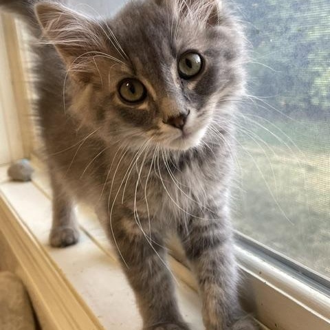 Enlarge Puffington, an adopted Domestic Medium Hair in Red Wing, MN image 5/5
