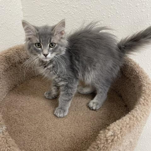 Puffington, adopted, Kitten Male Domestic Medium Hair.