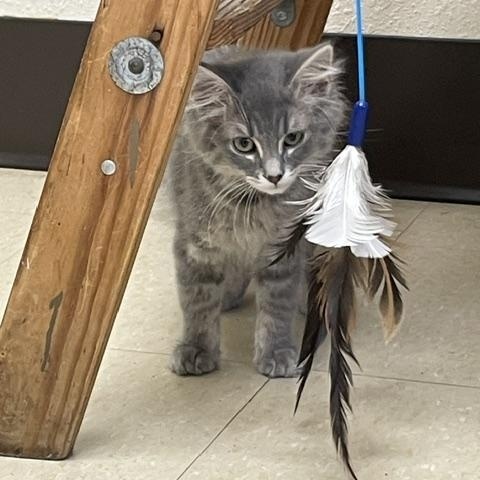 Enlarge Puffington, an adopted Domestic Medium Hair in Red Wing, MN image 3/5