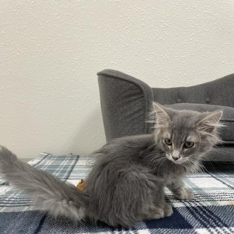 Enlarge Puffington, an adopted Domestic Medium Hair in Red Wing, MN image 4/5