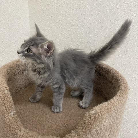 Enlarge Puffington, an adopted Domestic Medium Hair in Red Wing, MN image 2/5