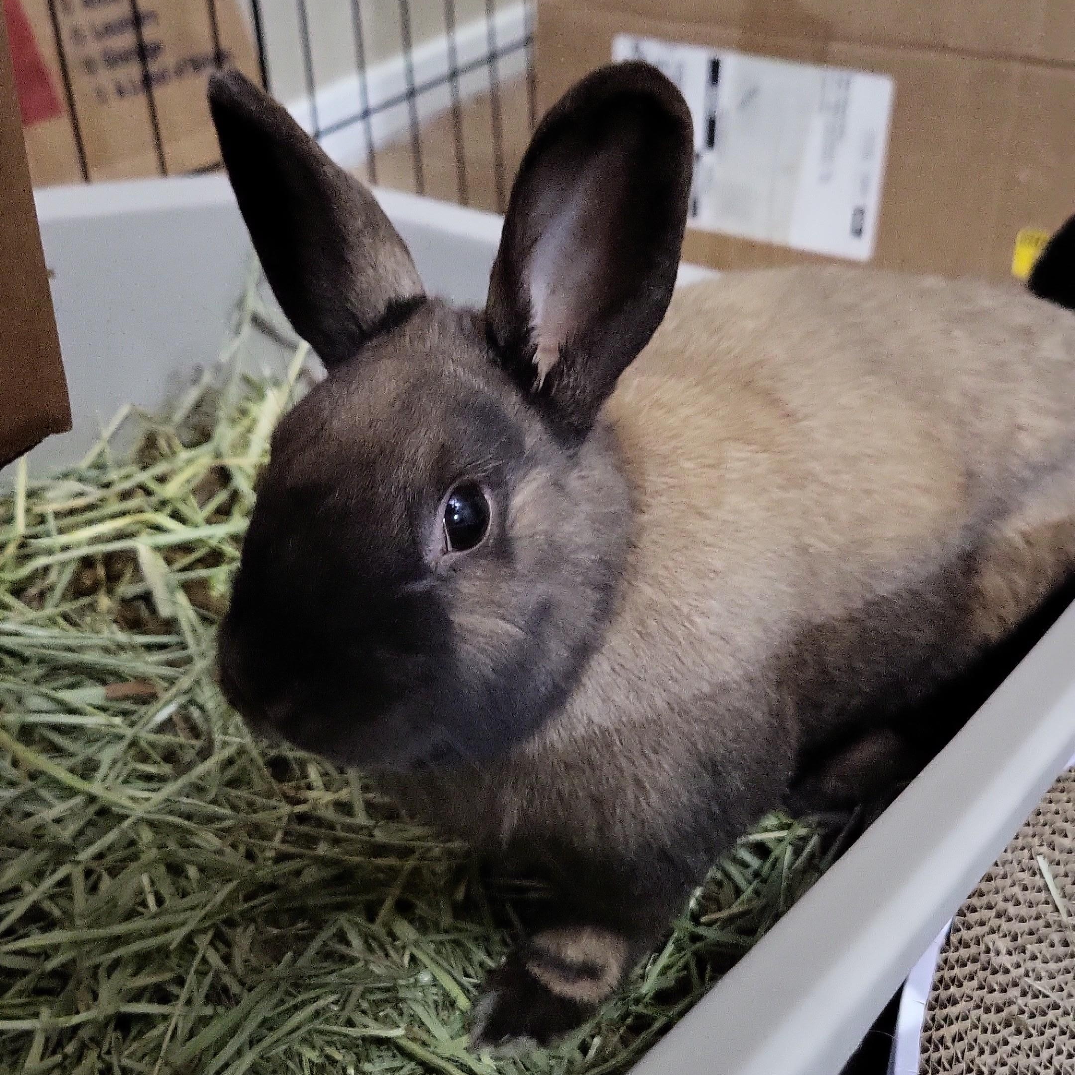 Enlarge Char, a Adopted Cinnamon in Albuquerque, NM image 2/5