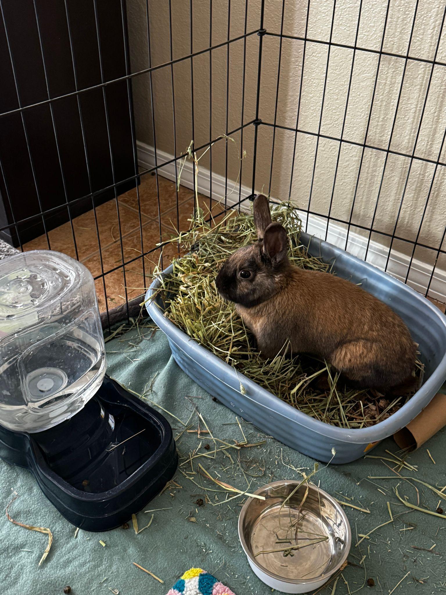 Enlarge Char, a Adopted Cinnamon in Albuquerque, NM image 4/5