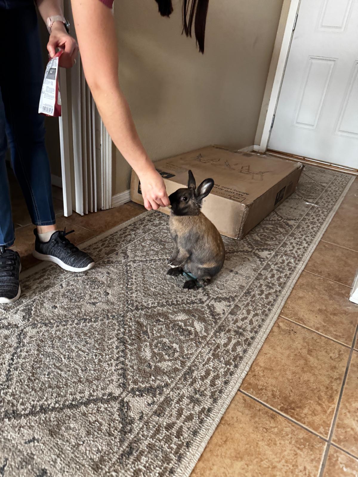 Enlarge Char, a Adopted Cinnamon in Albuquerque, NM image 5/5