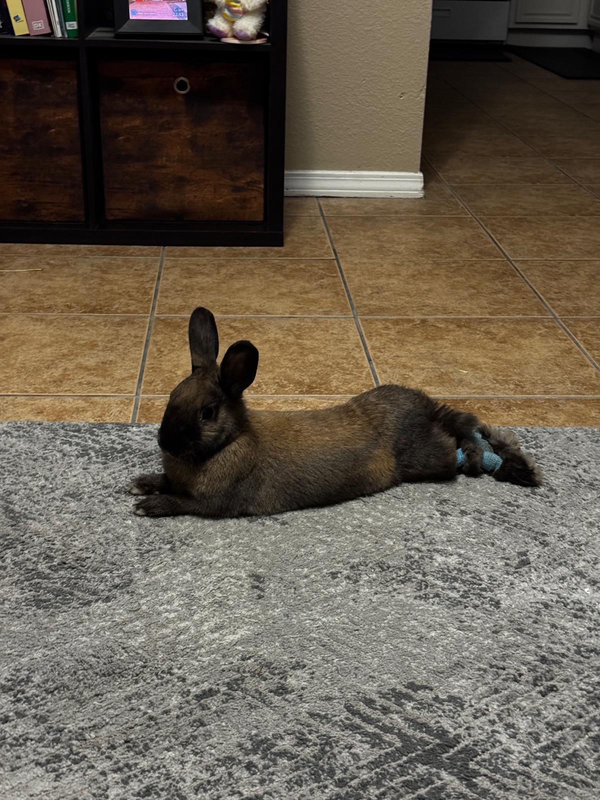 Enlarge Char, a Adopted Cinnamon in Albuquerque, NM image 3/5