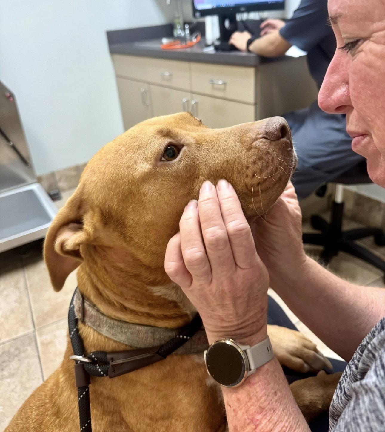 Hope, Adoptable, Adult Female Rhodesian Ridgeback & Labrador Retriever.