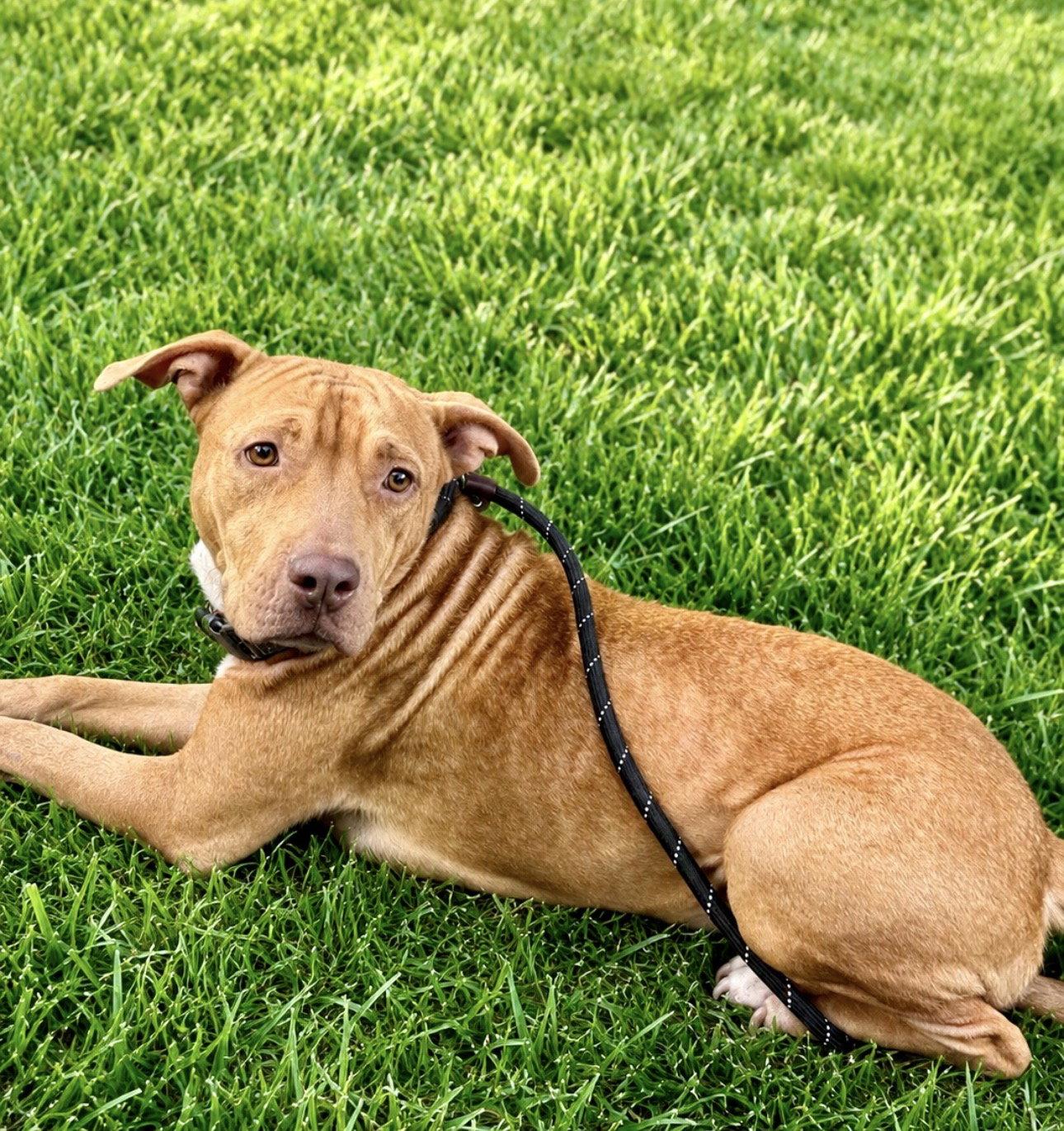 Enlarge Hope, a Adoptable mixed breed in Houston, TX image 2/3
