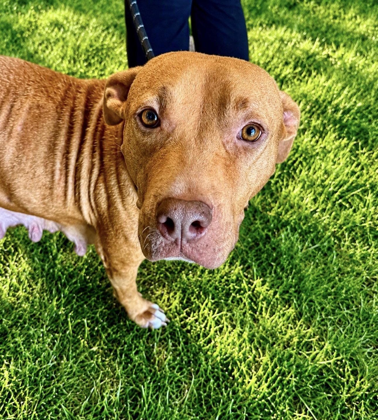 Enlarge Hope, a Adoptable mixed breed in Houston, TX image 3/3