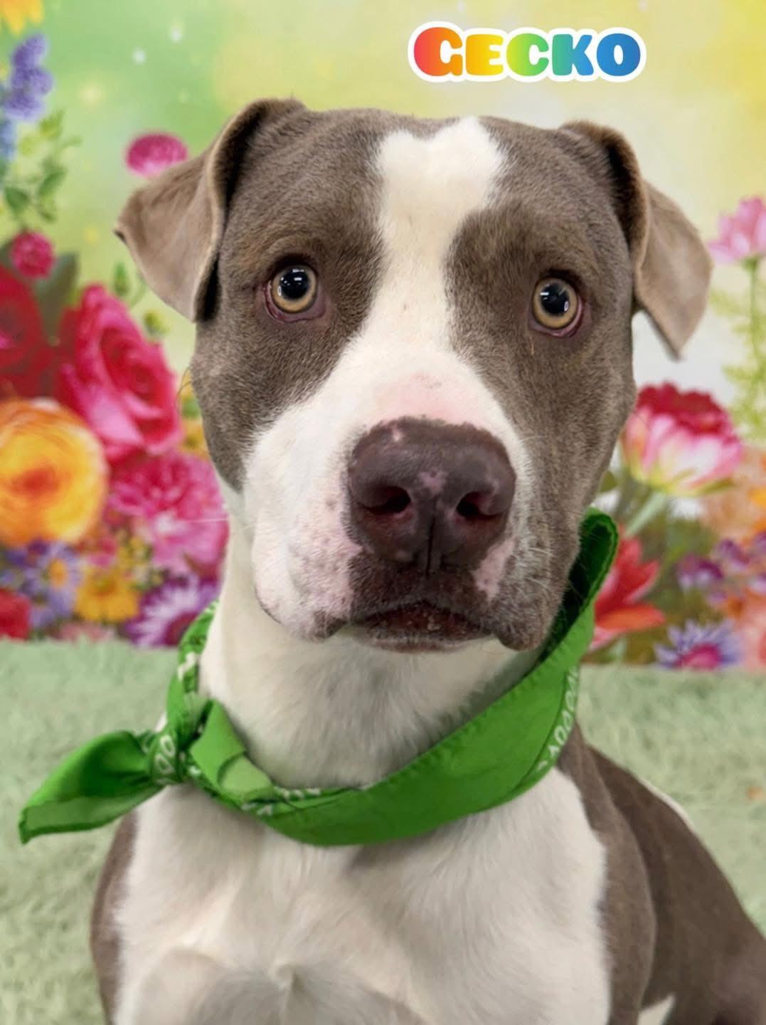 Enlarge Gecko, a ADOPTABLE Mixed Breed in Flint, MI image 1/1