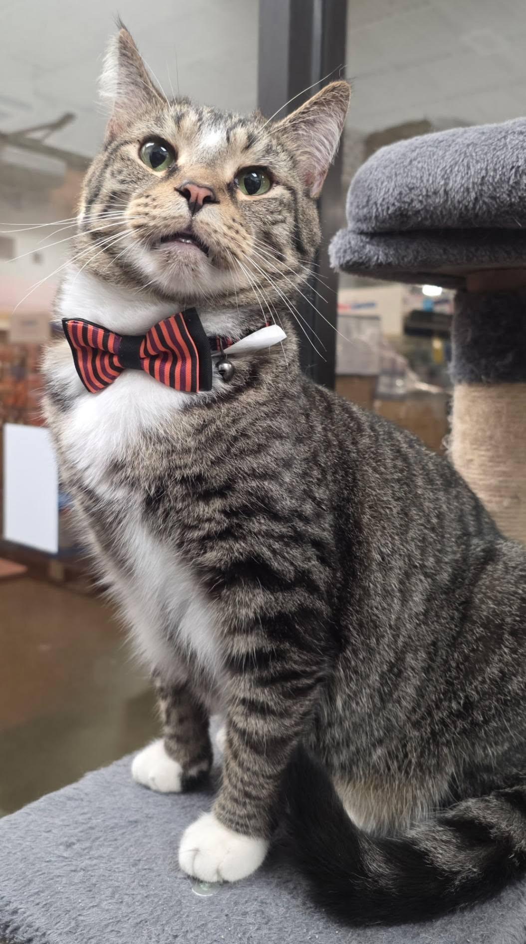 Bogie - loving & stylish, adopted, Adult Male Domestic Short Hair.