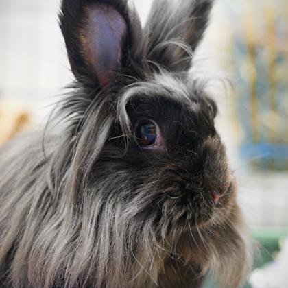 Grace, a Adoptable Lionhead in Wheaton, IL image 1/3