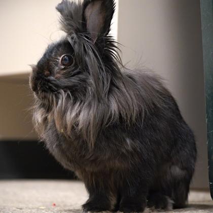 Grace, a Adoptable Lionhead in Wheaton, IL image 2/3