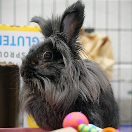 Grace, a Adoptable Lionhead in Wheaton, IL image 3/3