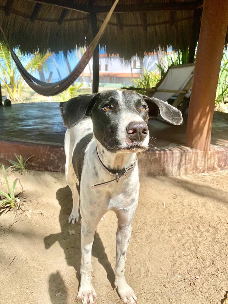 Libby (CP), Adoptable, Young Female Mixed Breed.