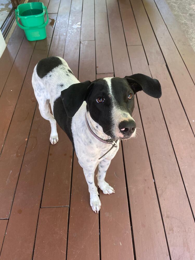Enlarge Libby (CP), a Adoptable mixed breed in San Diego, CA image 2/6