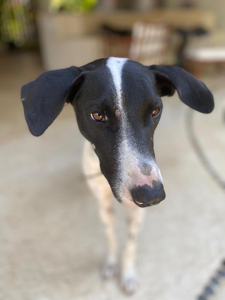 Enlarge Libby (CP), a Adoptable mixed breed in San Diego, CA image 4/6
