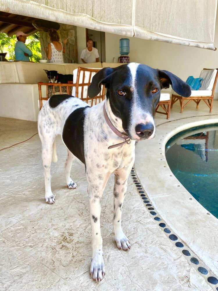 Enlarge Libby (CP), a Adoptable mixed breed in San Diego, CA image 5/6