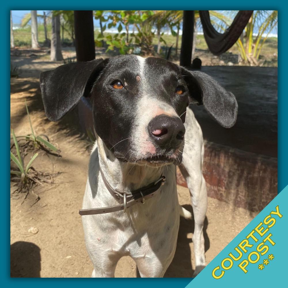 Enlarge Libby (CP), a Adoptable mixed breed in San Diego, CA image 6/6