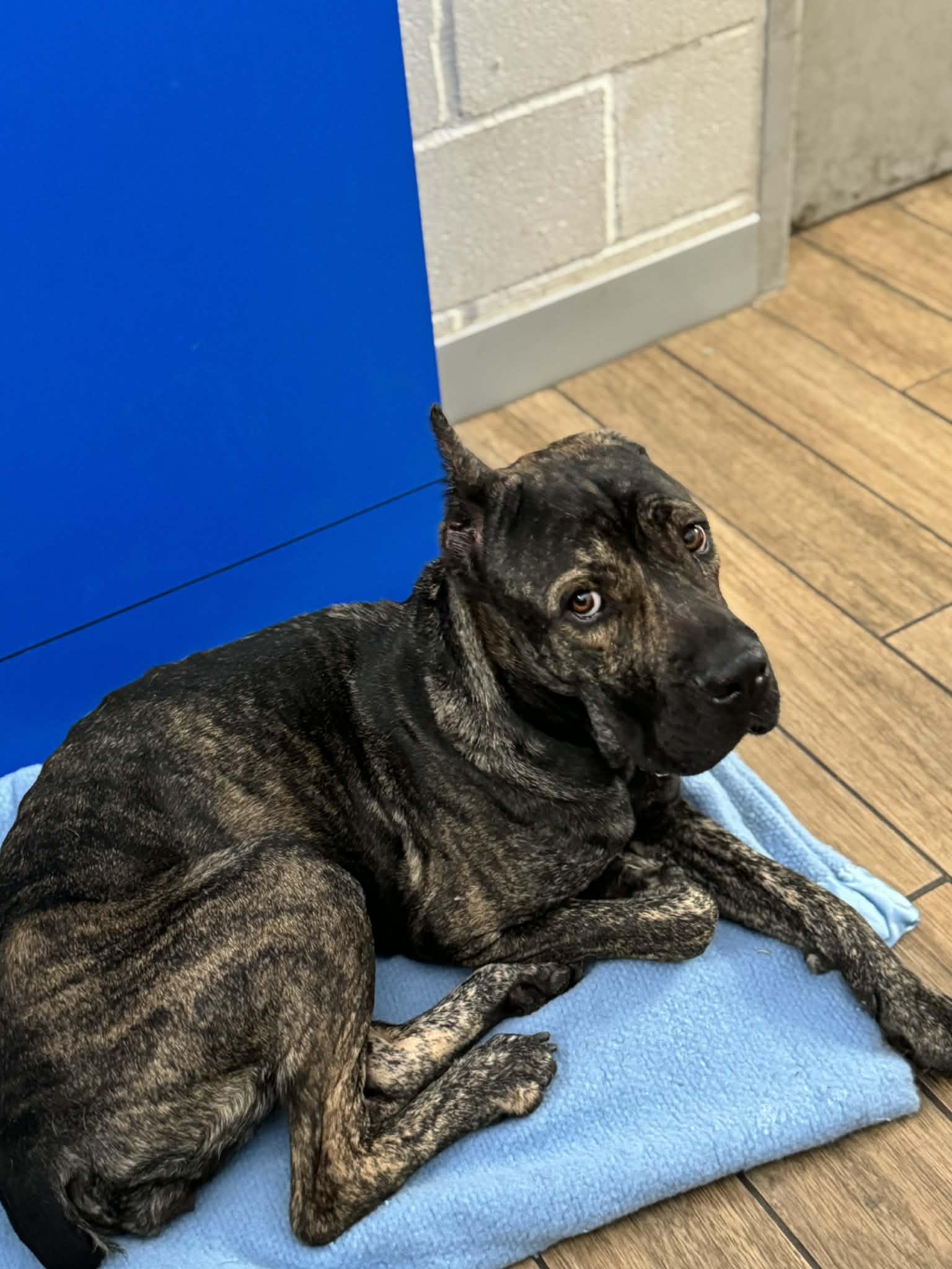 Monet, Adopted, Young Male Cane Corso.