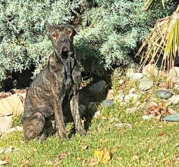 Monet, a Adopted Cane Corso in Rowlett, TX image 2/3