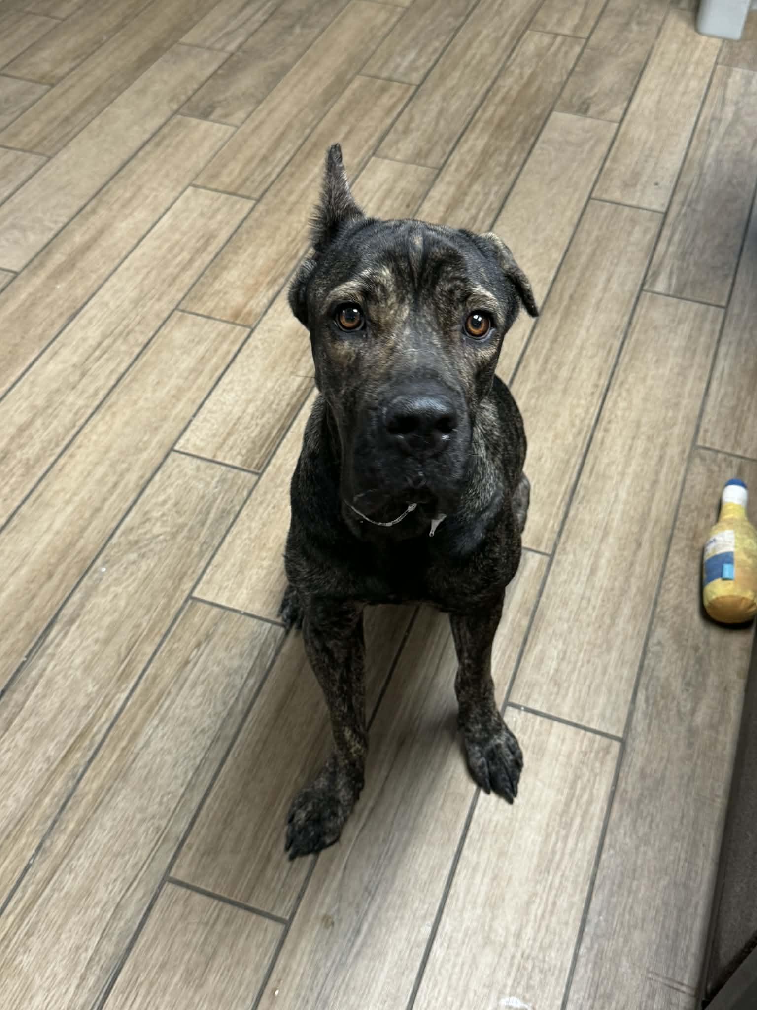 Monet, a Adopted Cane Corso in Rowlett, TX image 3/3