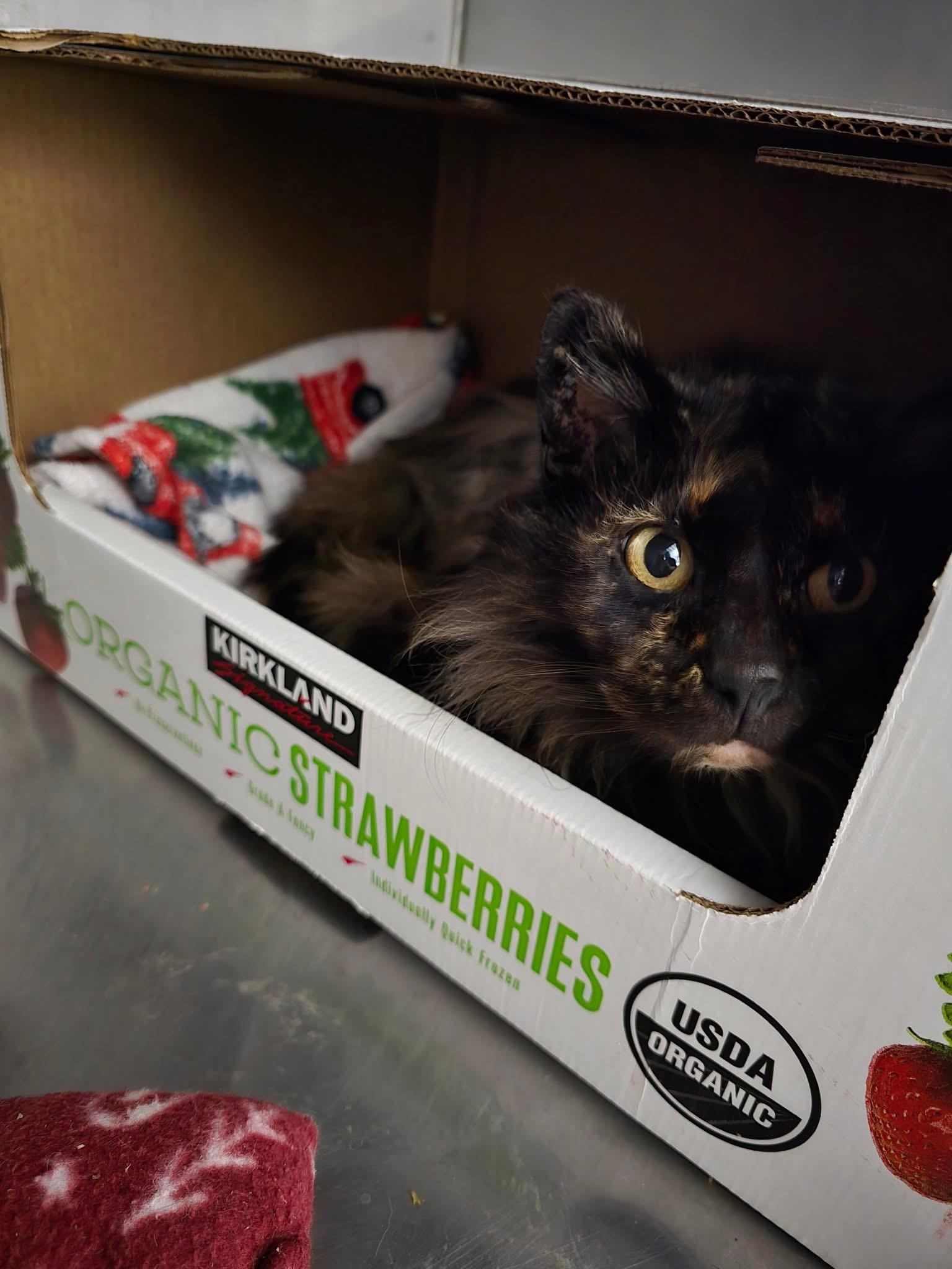Tigress, Adult Female Domestic Long Hair