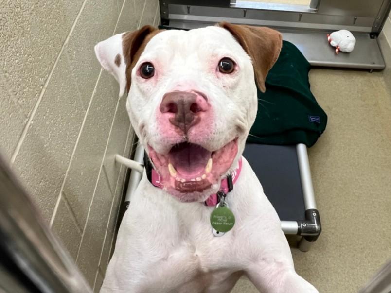 BROOKIE**, Adoptable, Adult Female Pit Bull Terrier.