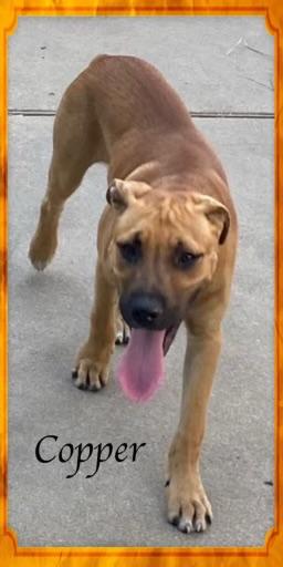 Enlarge Copper, a Adopted Black Mouth Cur in Queen City, TX image 1/1