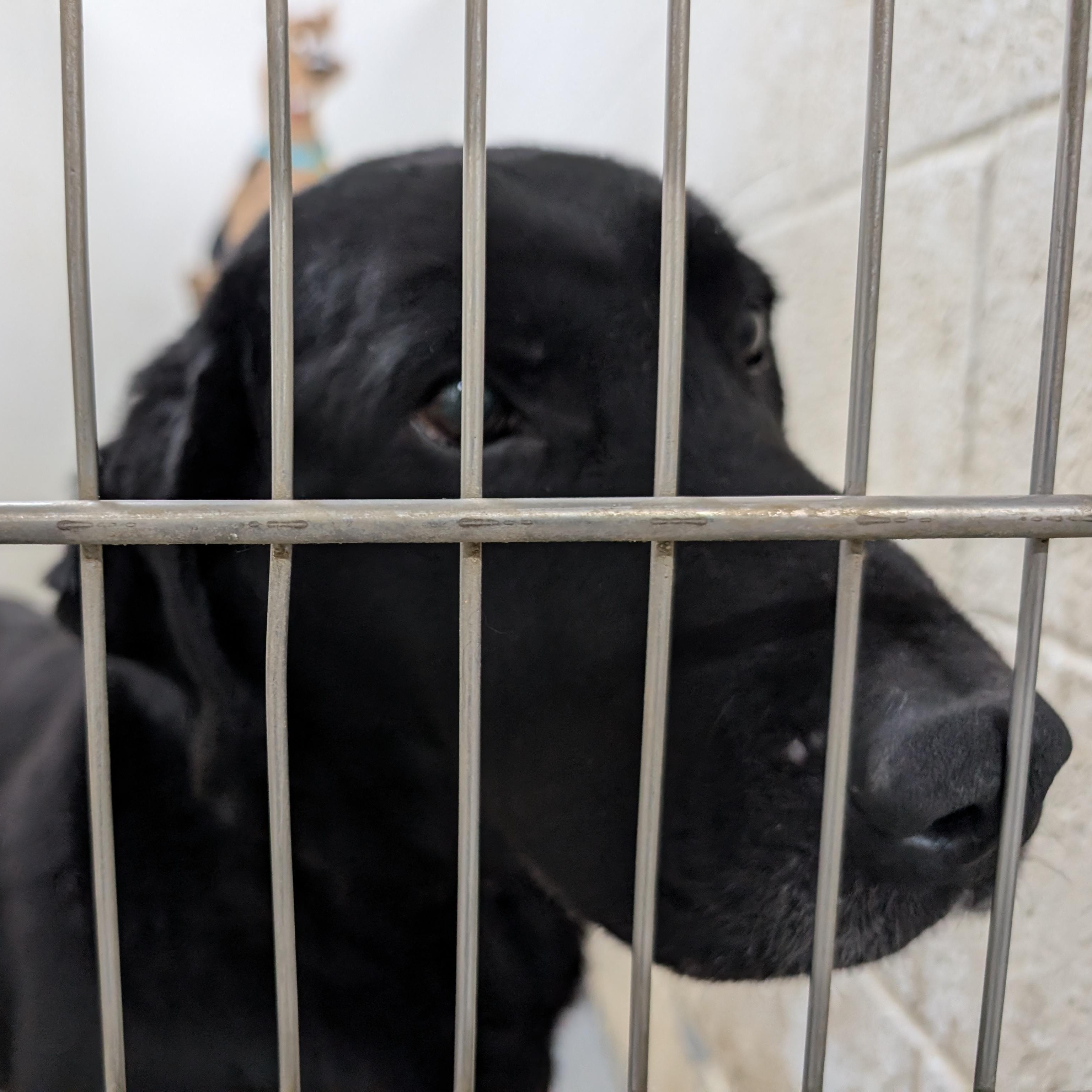 188430 LOOKING FOR OWNER, ADOPTABLE, Adult Male Black Labrador Retriever.