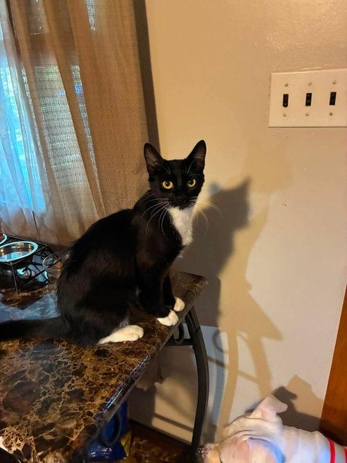 Enlarge Panda, a ADOPTABLE Domestic Short Hair in Mount Royal, NJ image 2/3