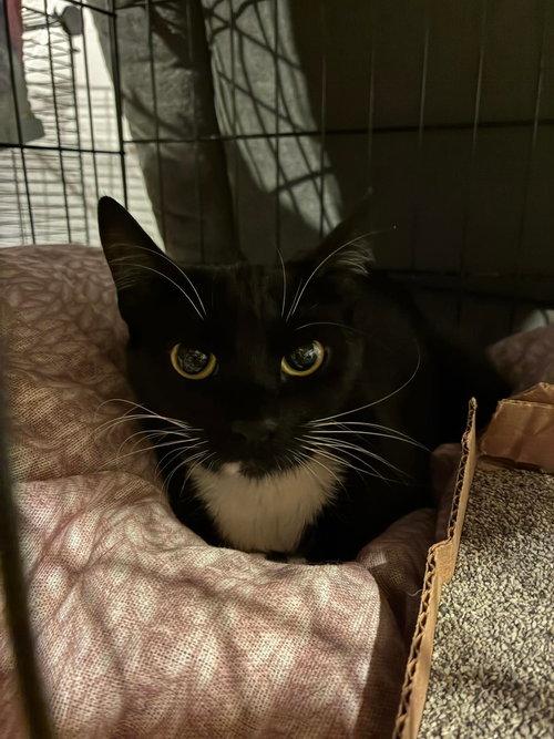Enlarge Panda, a ADOPTABLE Domestic Short Hair in Mount Royal, NJ image 1/3