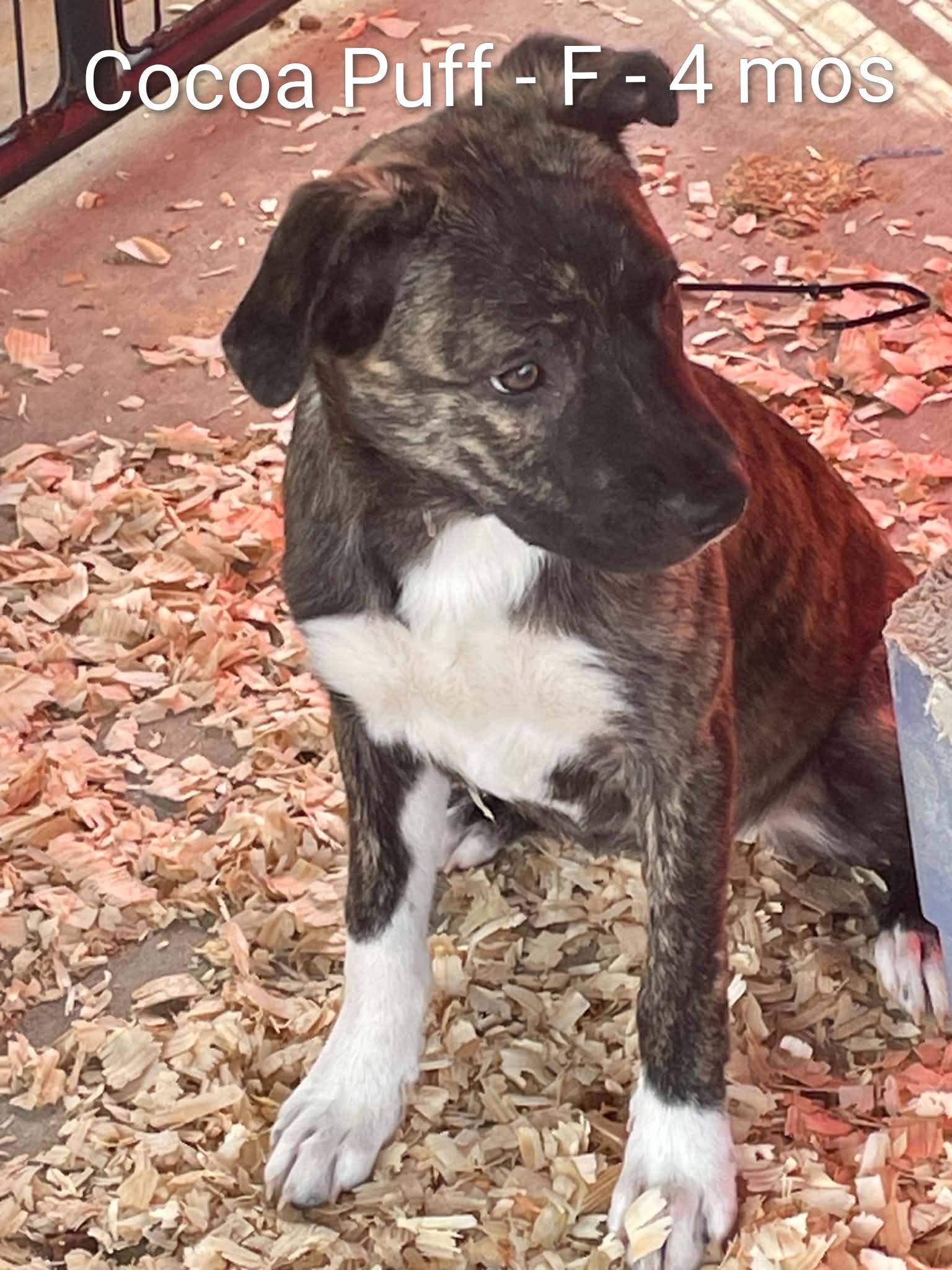Enlarge Cocoa Puff, a ADOPTABLE mixed breed in Gardner, MA image 1/4