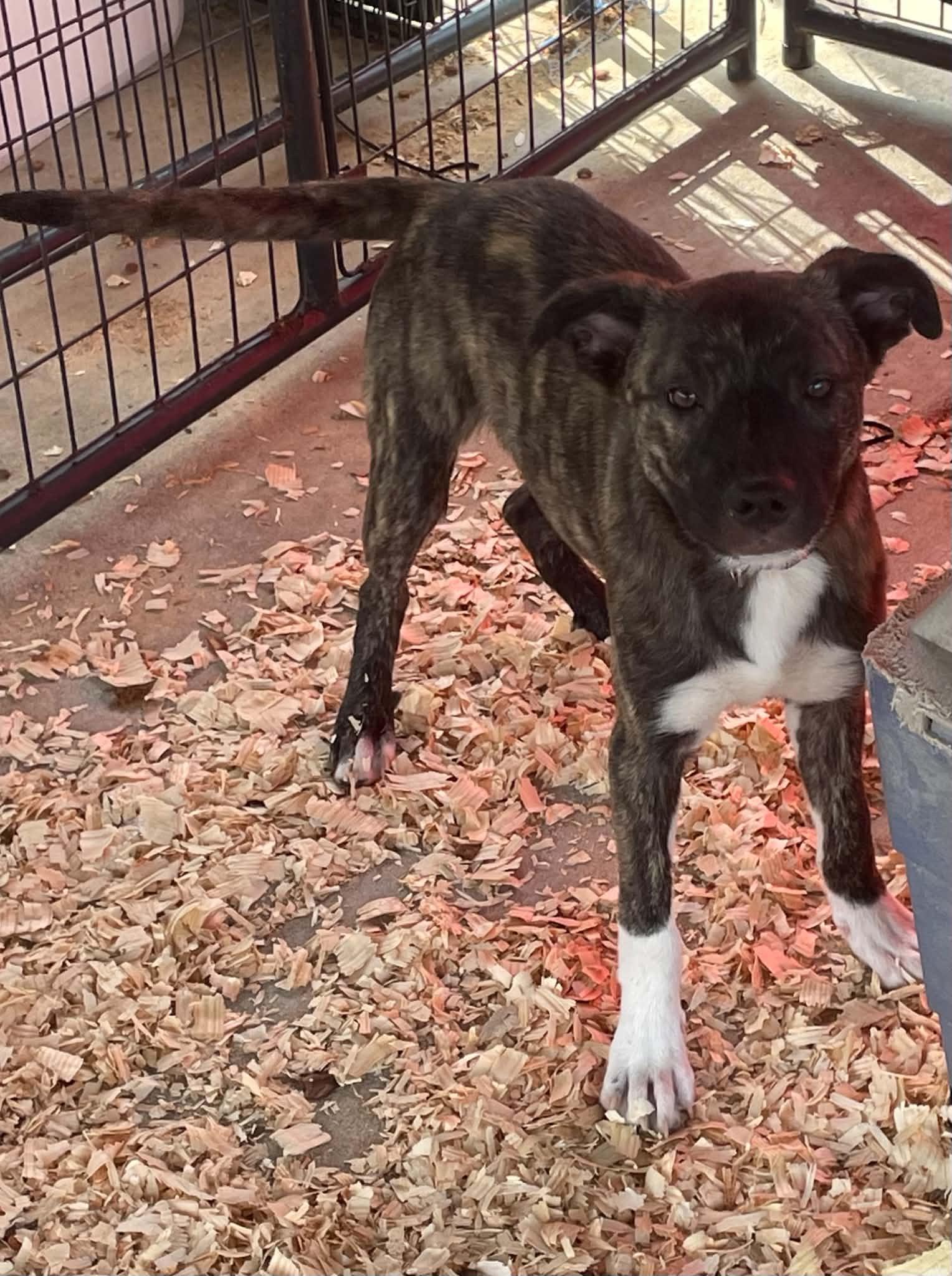 Enlarge Cocoa Puff, a ADOPTABLE mixed breed in Gardner, MA image 2/4