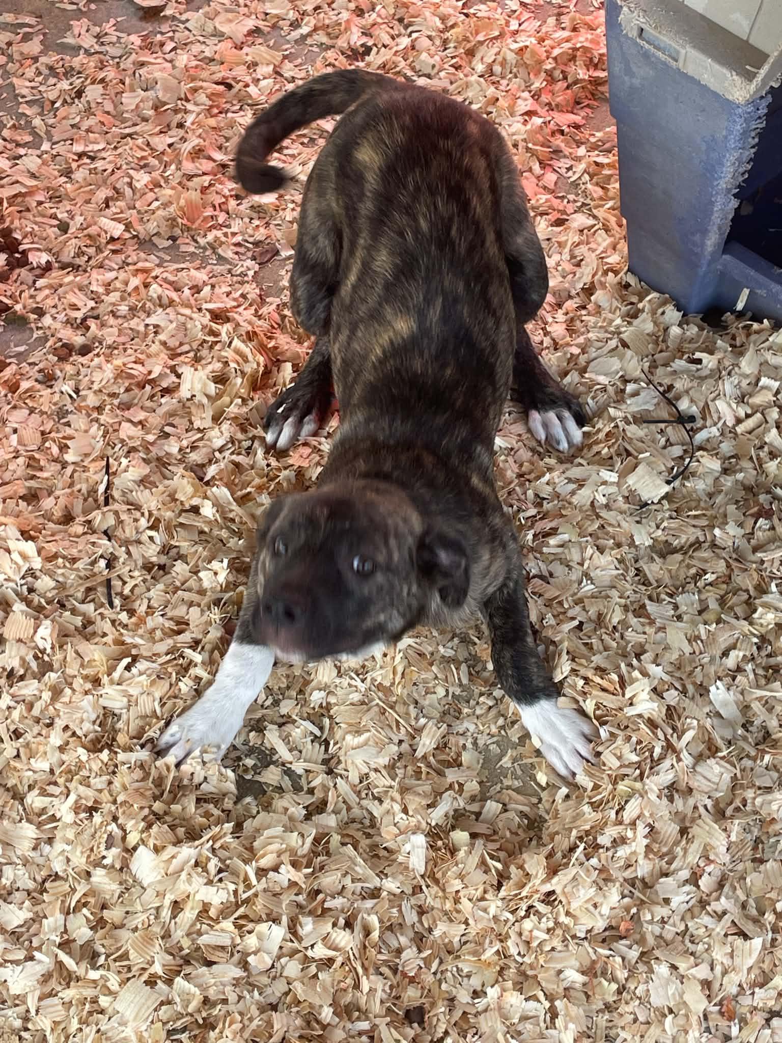 Enlarge Cocoa Puff, a ADOPTABLE mixed breed in Gardner, MA image 4/4