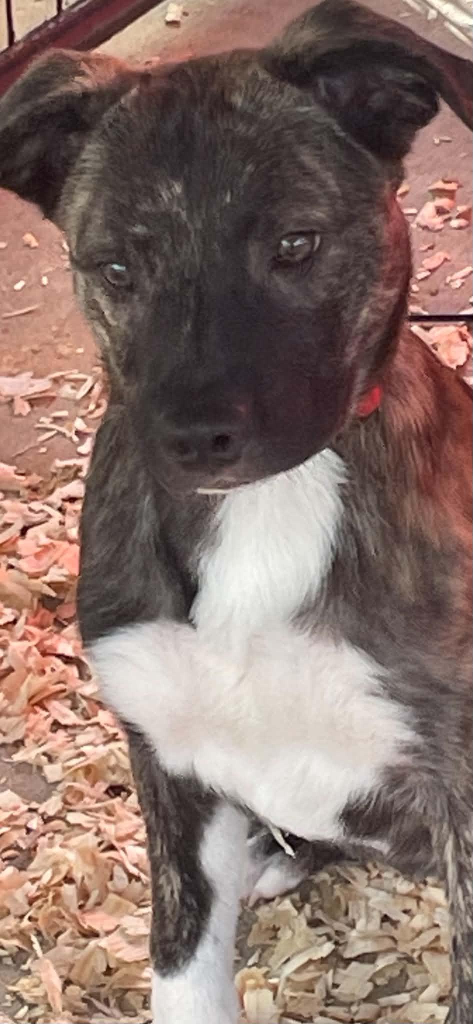 Enlarge Cocoa Puff, a ADOPTABLE mixed breed in Gardner, MA image 3/4