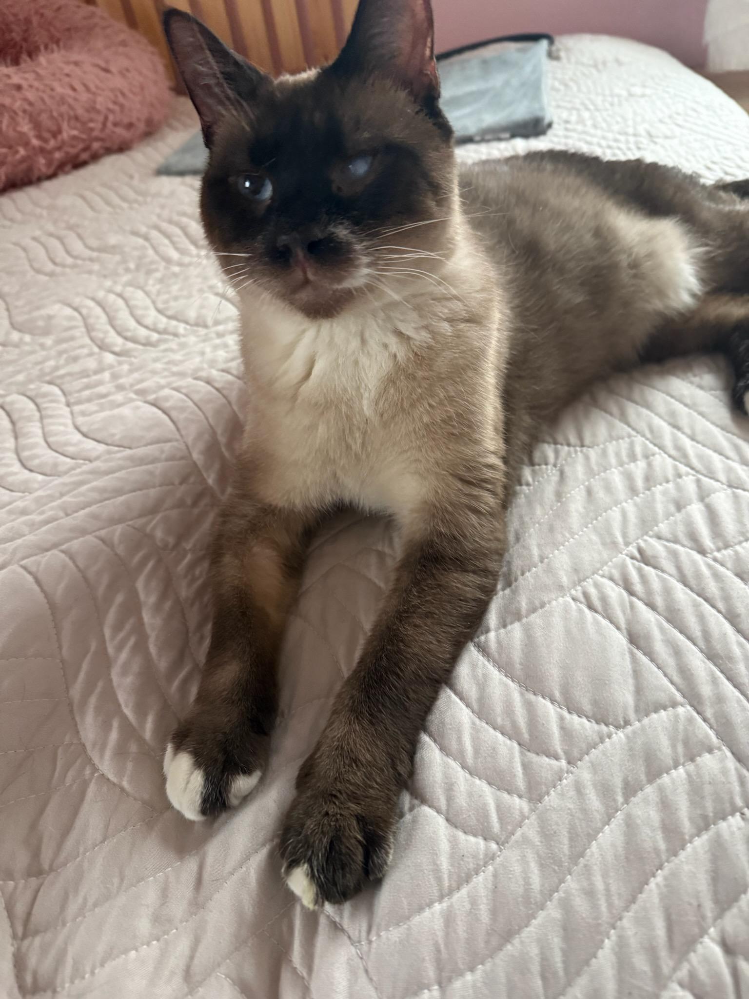 Mr. Pink, a Adoptable Domestic Short Hair in Denver, CO image 1/2