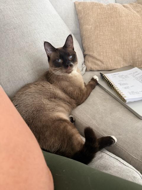 Mr. Pink, a Adoptable Domestic Short Hair in Denver, CO image 2/2