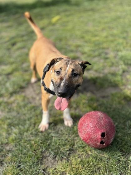 Enlarge Junebug, a Adoptable mixed breed in Burlington, WA image 1/3