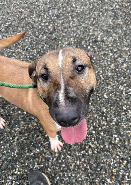 Enlarge Junebug, a Adoptable mixed breed in Burlington, WA image 2/3