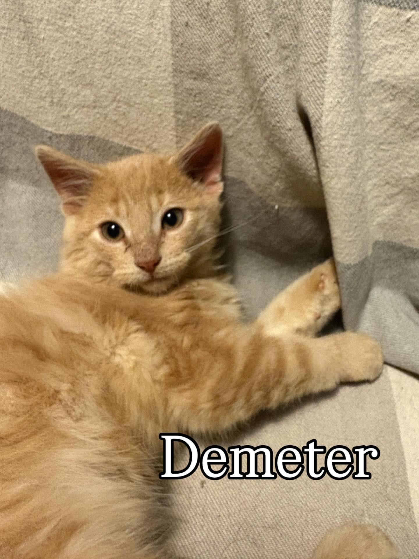 Enlarge Demeter, a Adoptable Domestic Long Hair in BURNABY, BC image 1/1