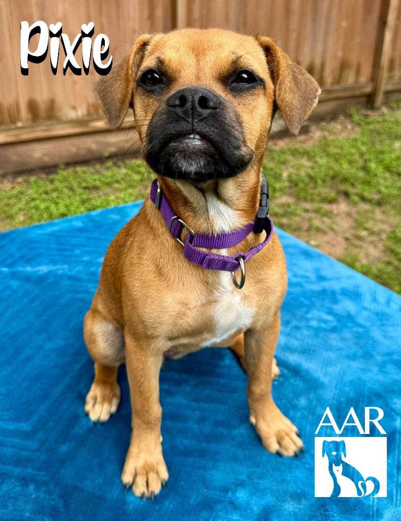 Pixie, Adoptable, Puppy Female French Bulldog & Black Mouth Cur.