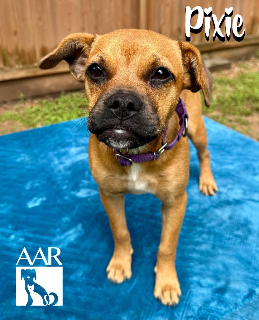 Pixie, a Adoptable mixed breed in Magnolia, TX image 2/5