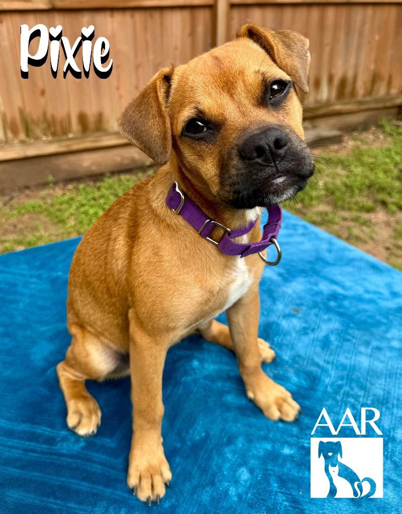 Pixie, a Adoptable mixed breed in Magnolia, TX image 3/5