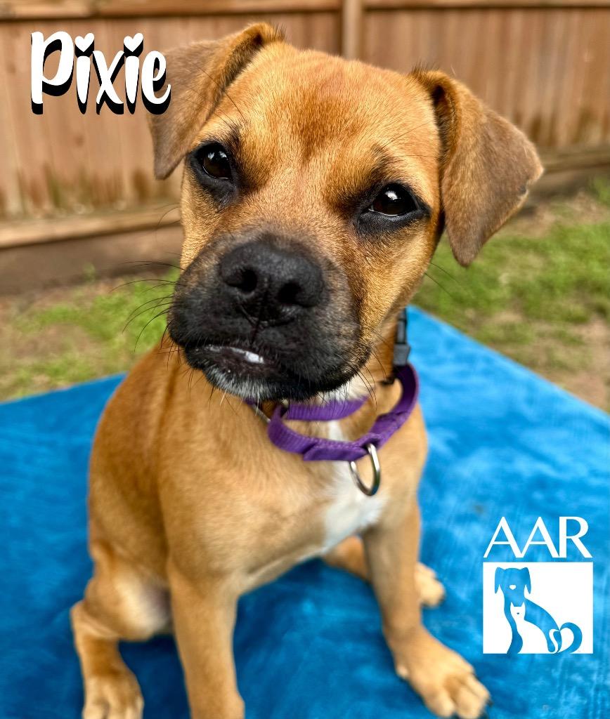 Pixie, a Adoptable mixed breed in Magnolia, TX image 4/5