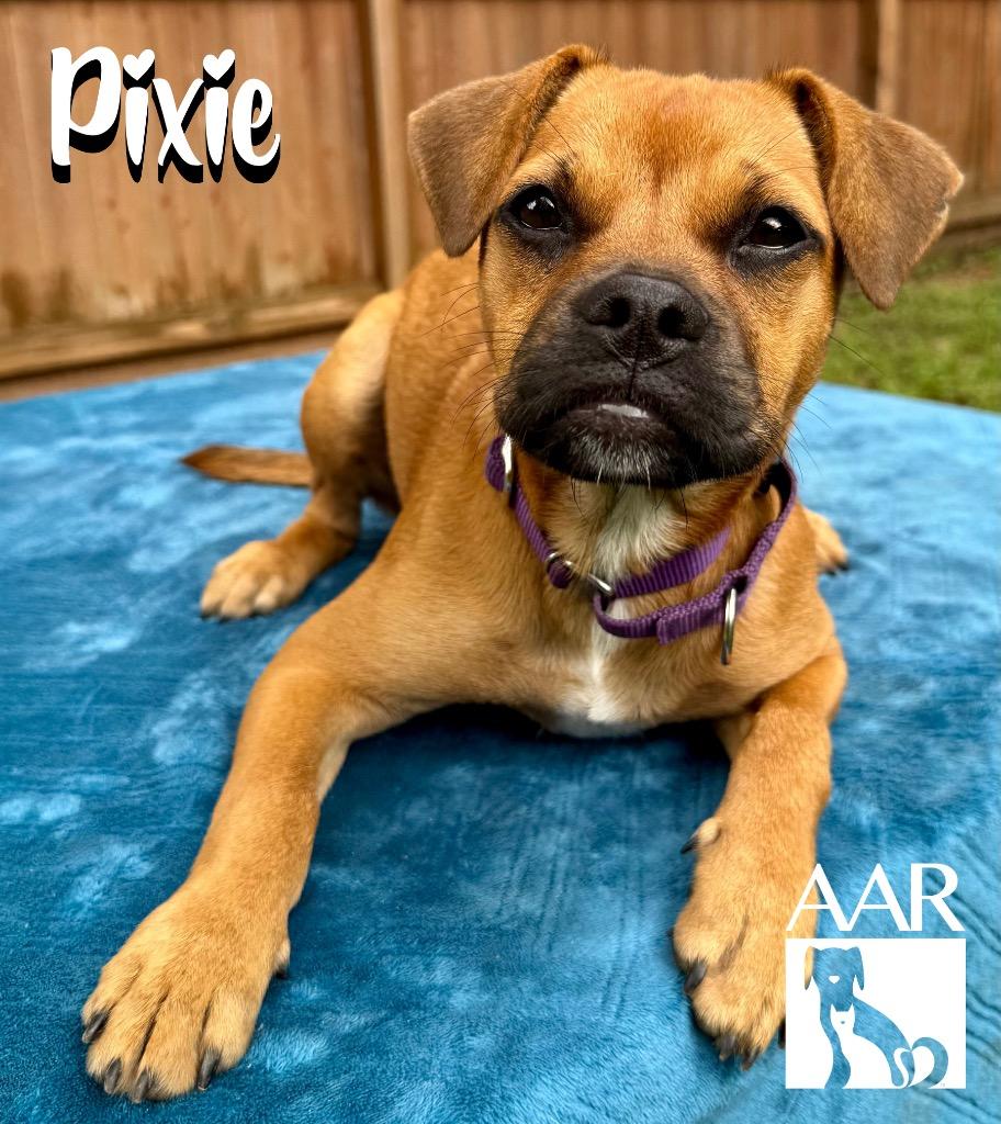 Pixie, a Adoptable mixed breed in Magnolia, TX image 5/5