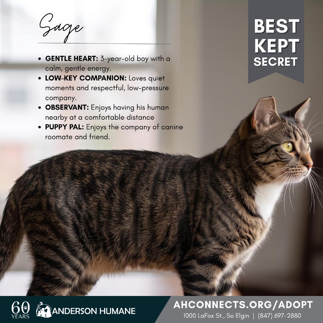 Sage, Adoptable, Adult Male Domestic Short Hair.