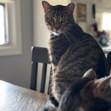 Sage, a Adoptable Domestic Short Hair in South Elgin, IL image 2/6