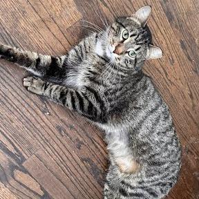 Sage, a Adoptable Domestic Short Hair in South Elgin, IL image 1/3