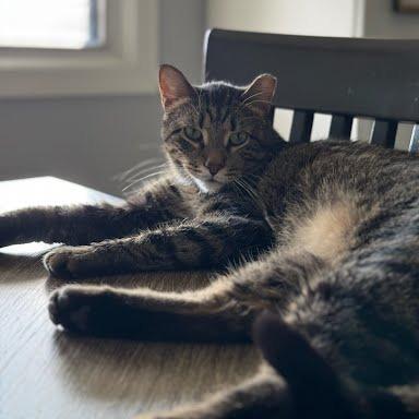 Enlarge Sage, a Adoptable Domestic Short Hair in South Elgin, IL image 2/6