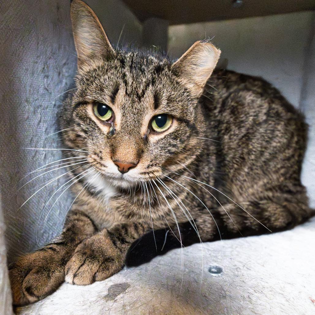 Enlarge Sage, a Adoptable Domestic Short Hair in South Elgin, IL image 1/5